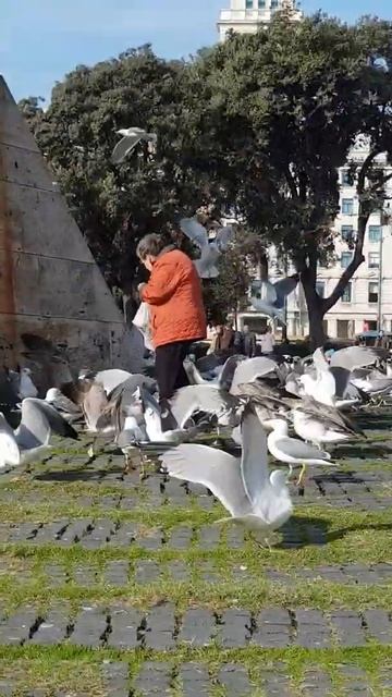 Бабка кормит здоровенных птиц в центре Барселоны смотреть онлайн