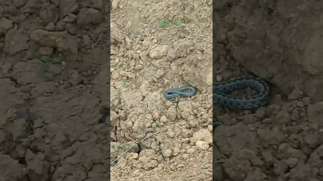 Гадюки проснулись