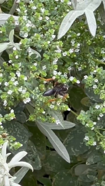 Katydid Wasp смотреть онлайн