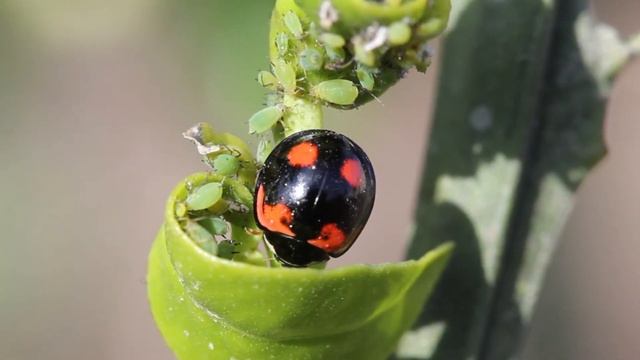 Mariquita (Coccinellidae) devorando pulgones смотреть онлайн