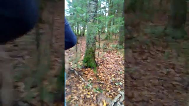 Грибы часть 2 смотреть онлайн
