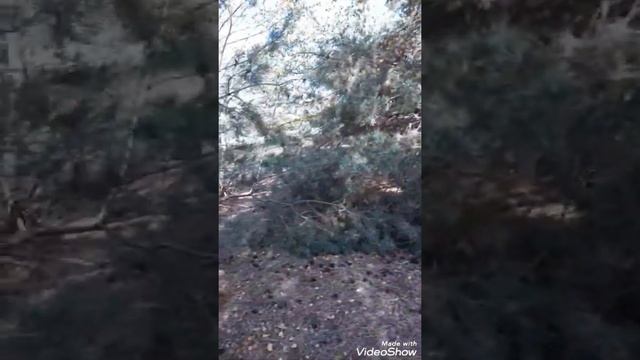 #ЗОЛОТАЯОСЕНЬ #СОБИРАЕМ ГРИБЫ #