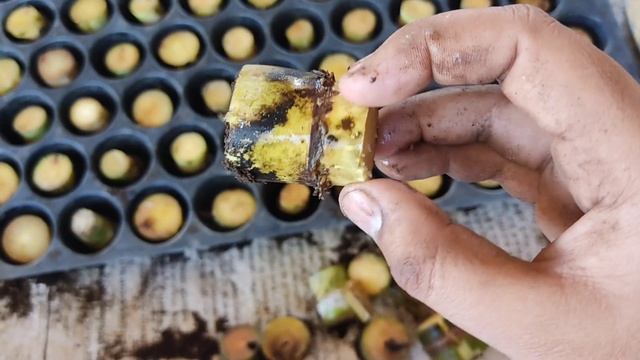 Easy And Quick Method To Grow Sugarcane