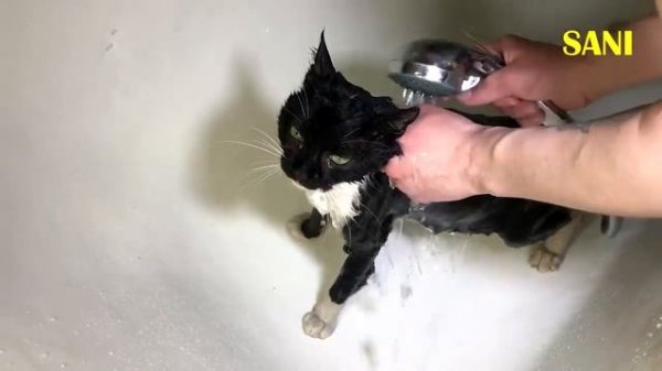 Спасение кота от клещей Котик ищет дом SANI vlog