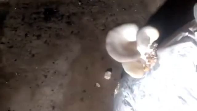 Вешенка в не преспособленных условиях смотреть онлайн