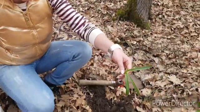 Урок окружающго мира и чуть чуть ботаники