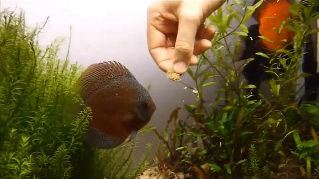 Young discus feeding by hand & discus pair with eggs смотреть онлайн