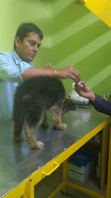 Vaccination protocol смотреть онлайн