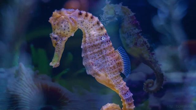 The Most Beautiful SeaHorse #wildanimals #seahorses смотреть онлайн
