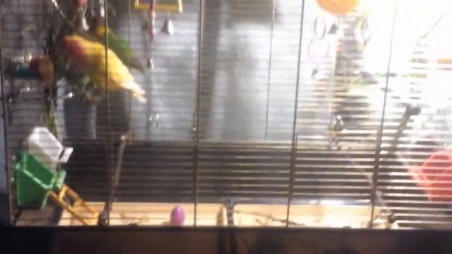 Детки в клетке грызут ветки смотреть онлайн