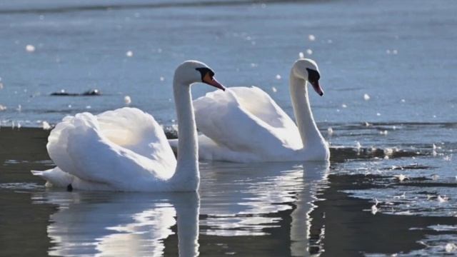 Мұқағали Мақатаев ✍️ Аққулар ұйықтағанда поэмасы🦢❣️ #мұқағалимақатаев #поэма #қазақшапоэзия #өмір смотреть онлайн