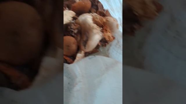 Тихая охота за грибами.