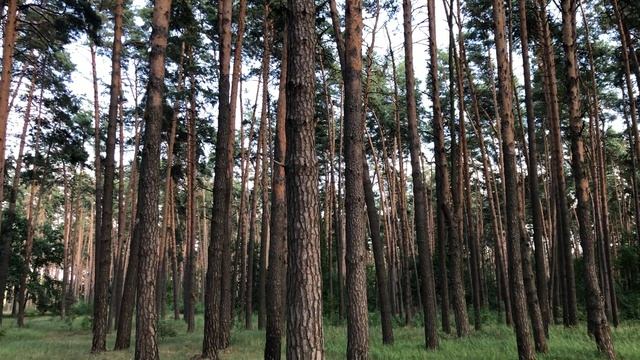 НЕЙМОВІРНО СМАЧНИЙ РЕЦЕПТ СМАЖЕНОЇ ЩУКИ та СКУМБРІЇ на МАНГАЛІ смотреть онлайн