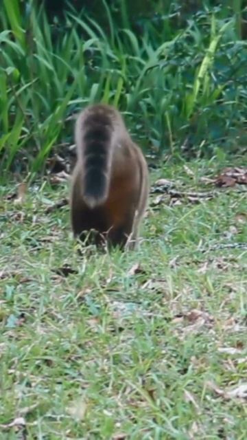 3 Fascinating Facts About Anteaters | Discover the Secrets of These Unique Insect Eaters! смотреть онлайн