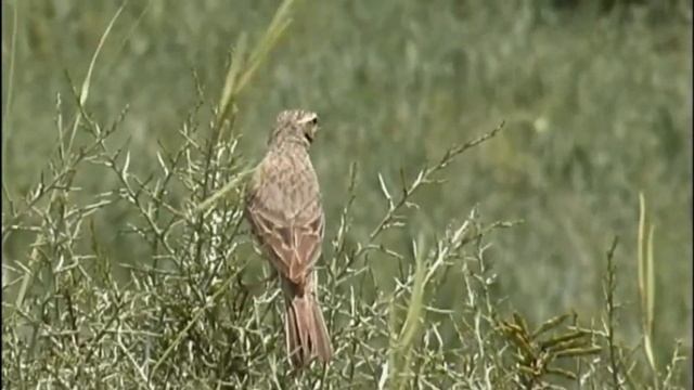 Полевой конек Anthus campestris смотреть онлайн