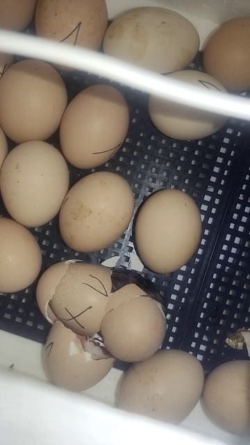 посмотрите это так мило когда вылупляется цыпленок 🐥🐥🐣🐣❤️❤️☺️☺️ смотреть онлайн