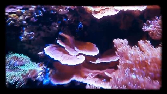 Odonus Niger Rogatnica Czerwonozębna смотреть онлайн