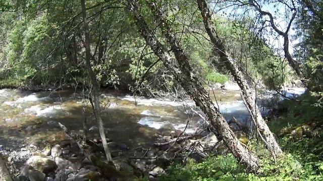 Грибы 2023 июнь, горы.