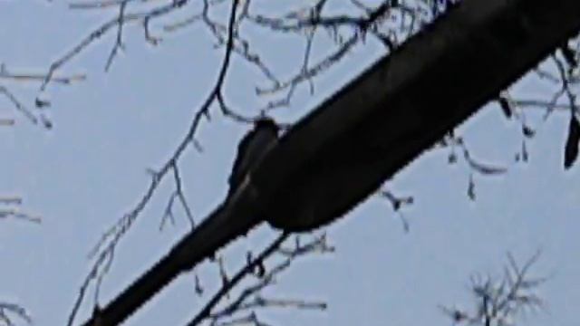 Дятел на фонарном столбе смотреть онлайн