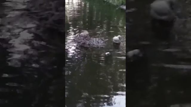 Семейство египетских гусей с гусятами смотреть онлайн