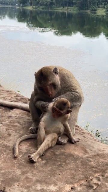So Friendly Life Monkeys #video #shoutvideo #life #like 4 смотреть онлайн