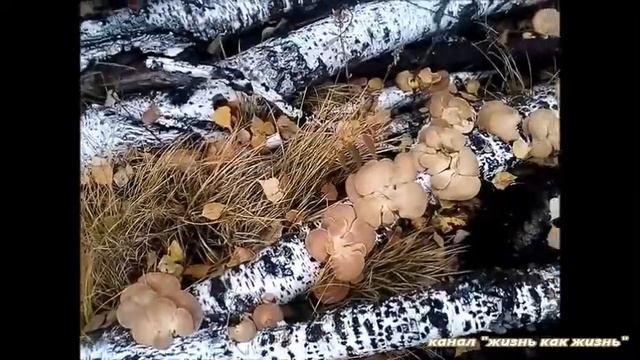 Сезон  грибов продолжается 2018 09 26