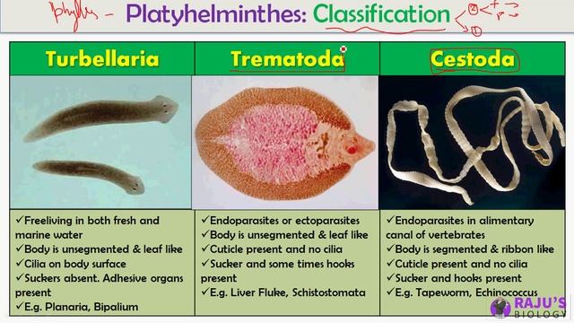 Classification of Platyhelminthes | Animal Kingdom in Tamil (15) смотреть онлайн
