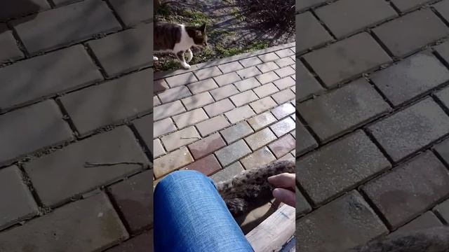 Гуляют кошки в городе Грозном. смотреть онлайн