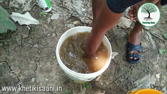 ट्राइकोडर्मा मल्टीप्लाय तथा प्रयोग करने की सम्पूर्ण बिधि How to multiply liquid trichoderma viride смотреть онлайн