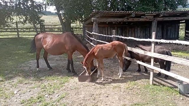 Учу жеребёнка копать картошку! смотреть онлайн