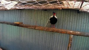 Крик фазана. Как поёт серебристый фазан(серебренный) и обыкновенные фазаны. Вольер с фазанами.