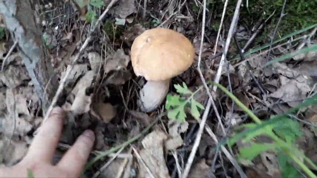 Удача благоволит в поисках грибов