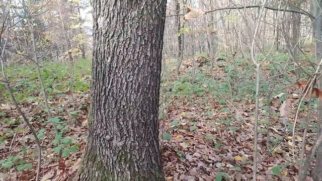 Пізні білі гриби Карпат. Гриб БОЧЕЧКА. Грибні новини