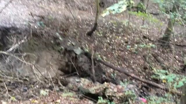 Прогулка в лесу и грибы. Влог 41| Olinka