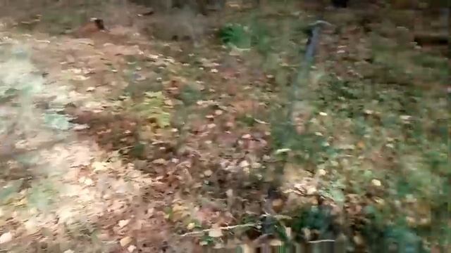 Осенняя прогулка по лесу и несколько советов.