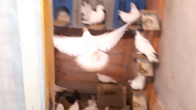 Иранские бойные голуби//Головатые//Перевел 9 штук в гонную голубятню смотреть онлайн