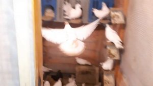 Иранские бойные голуби//Головатые//Перевел 9 штук в гонную голубятню