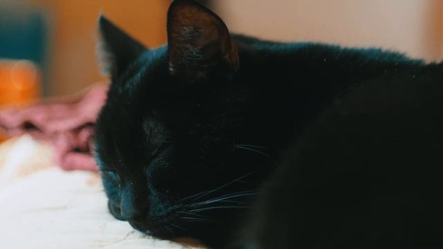 BAGIRA I GH5 + Helios 44-2 58mm f/2 lens смотреть онлайн