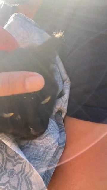 Спас кота продолжение смотреть онлайн