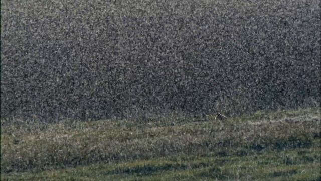 Wild.Asia-The.Arid.Heart Дикая Азия.Засушливое Сердце.