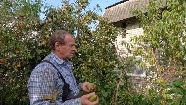 Груша сорта Конференция. смотреть онлайн