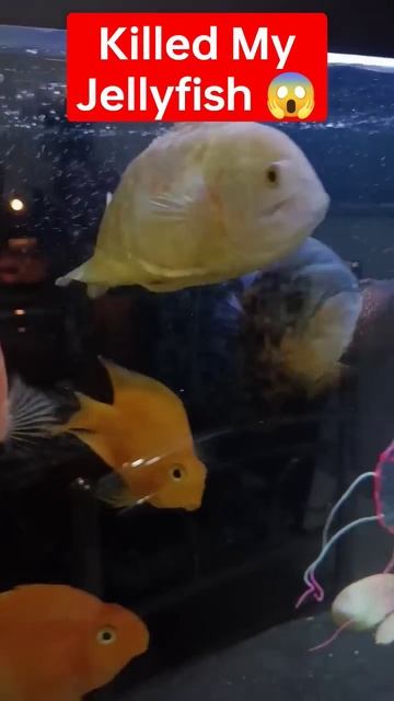 Monster Fish Killed My Jelly fish 😭|Nikhil Patle Oscar RTC Parrot #vlogs #viral #fish #monsterfish смотреть онлайн