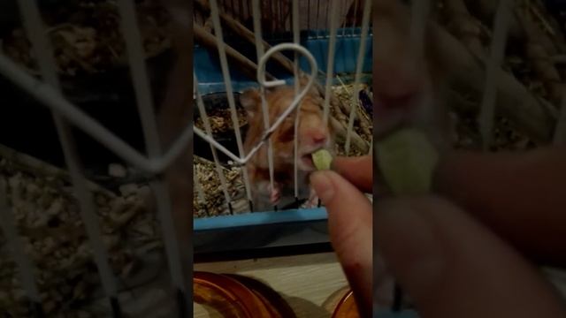 Хомяк, смешные видео 😂😂 смотреть онлайн