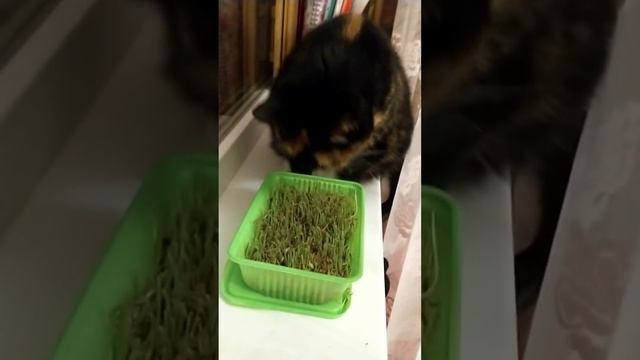 Зелень для котиков 🐱🌿 смотреть онлайн