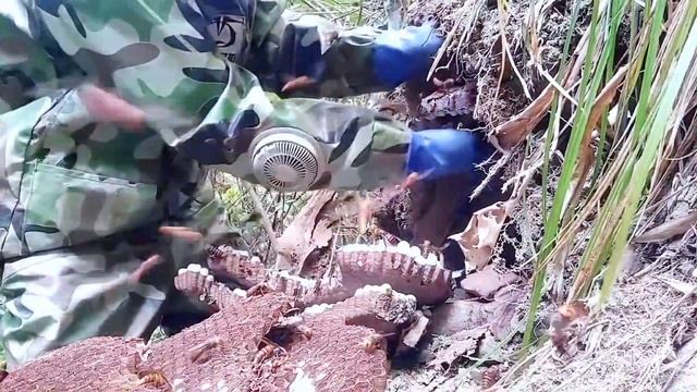 HORNET TRAP,ASIAN WASP NEST REMOVAL,VESPA MANDARINIA,MASSIVE MURDER HORNETS NEST,GIANT HORNET смотреть онлайн