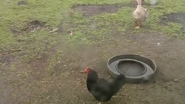 Птичий двор. смотреть онлайн