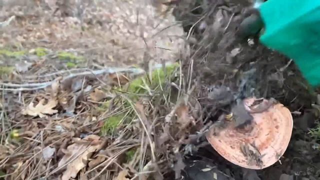 Предновогодний сбор грибов. Завершаю год, но не завершаю сезон смотреть онлайн