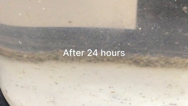 Hatching Daphnia Moina From Eggs! Did they hatch? смотреть онлайн