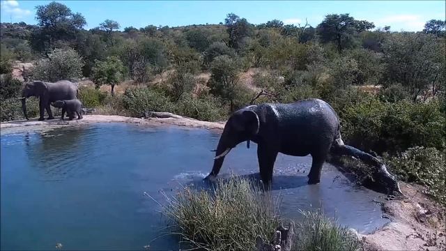 Africam. Elephants - Африка. Слоны. смотреть онлайн