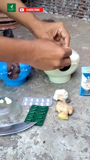 Pigeon treatment | Pigeon tips video | #shorts #pigeon #kobutor смотреть онлайн